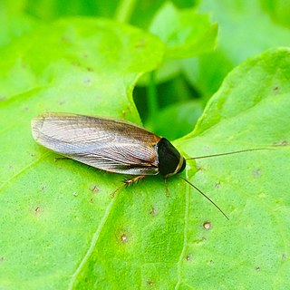 <i>Pycnoscelus</i> Genus of cockroaches