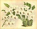 Oncidium nobile (as syn. Odontoglossum pescatorei var. germinyanum) Plate 305 in: R.Warner - B.S.Williams: The Orchid Album (1882-1897)