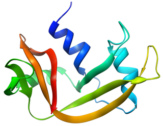 Bovine pancreatic ribonuclease