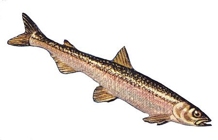 Rainbow smelt.jpg