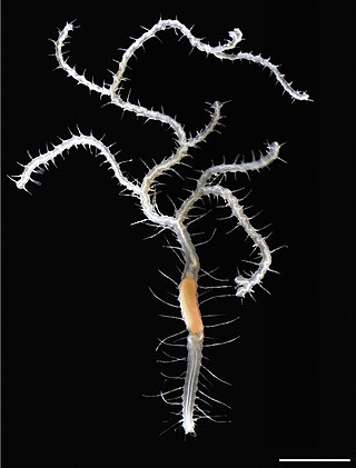 <i>Ramisyllis kingghidorahi</i> Species of polychaete worm