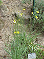 Ranunculus gramineus