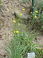 R.gramineus è diffuso sull'Appennino, dalla Liguria alla Campania, nonché in Piemonte e in Sardegna