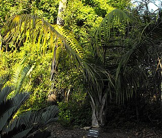 <i>Ravenea</i> Genus of palms