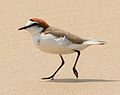 Red-capped plover
