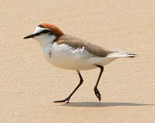 Plover cu capac roșu male.jpg