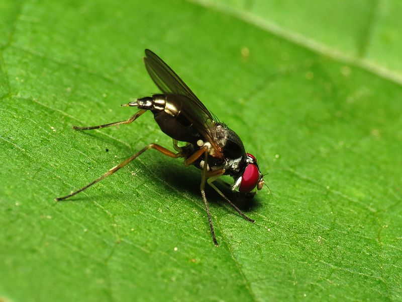 File:Red-eyed Fly - Flickr - treegrow.jpg