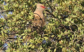 Red-faced mousebird, Urocolius indicus, at Pilanesberg National Park, Northwest Province, South Africa (28592360491).jpg