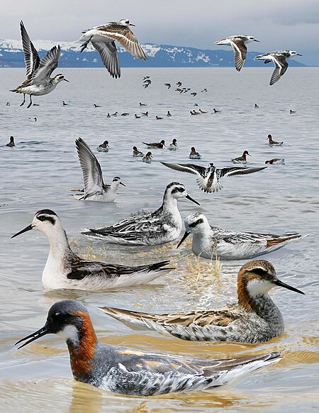 ไฟล์:Red-necked Phalarope From The Crossley ID Guide Eastern Birds.jpg