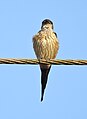 Red rumped swallow (Scientific name- Cecropis daurica) 2.jpg