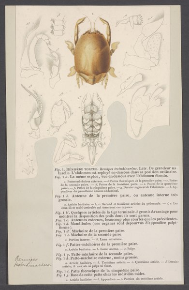 File:Remipes testudinarius - - Print - Iconographia Zoologica - Special Collections University of Amsterdam - UBAINV0274 006 02 0009.tif