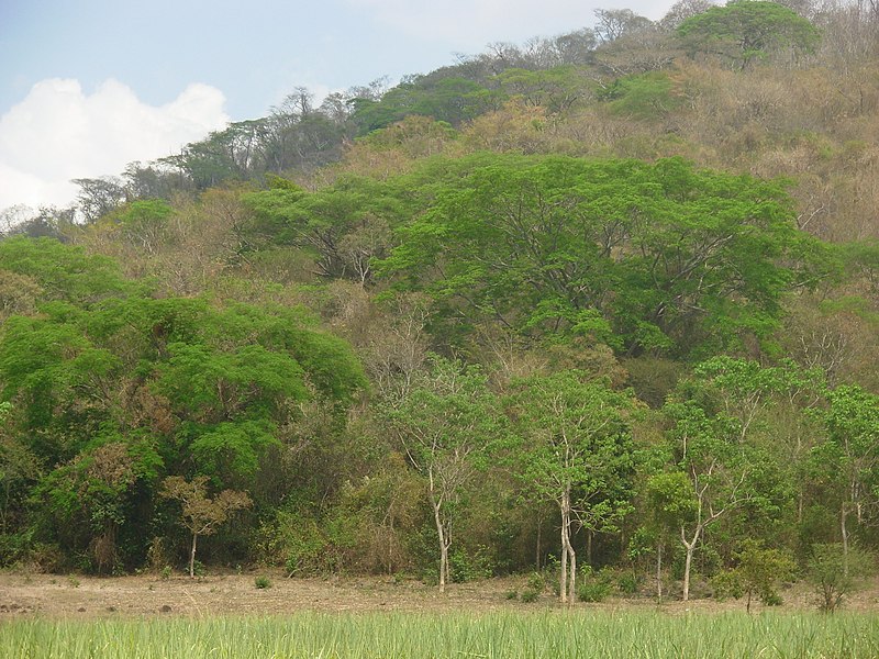 File:Restos de montaña en cerro Tutultepeque - panoramio.jpg