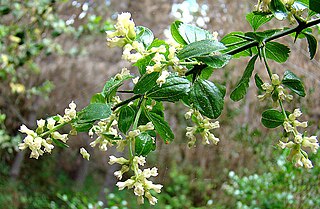 <i>Retanilla trinervia</i> Species of shrub