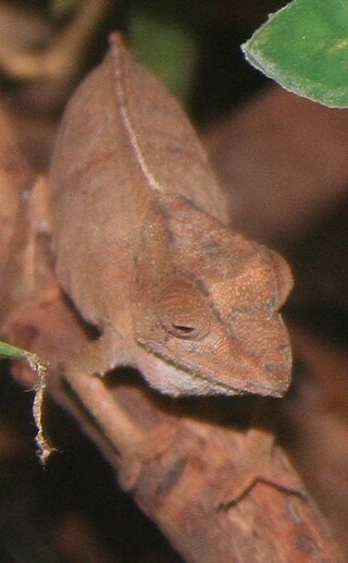 <i>Rhampholeon temporalis</i> Species of lizard