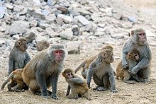 Femelles et jeunes rhésus à Bharatpur (Rajasthan).