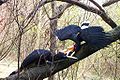 นกเงือกหัวแรด ในสวนสัตว์แนชวิลล์.