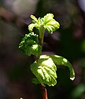 Ribes wolfii 01.jpg