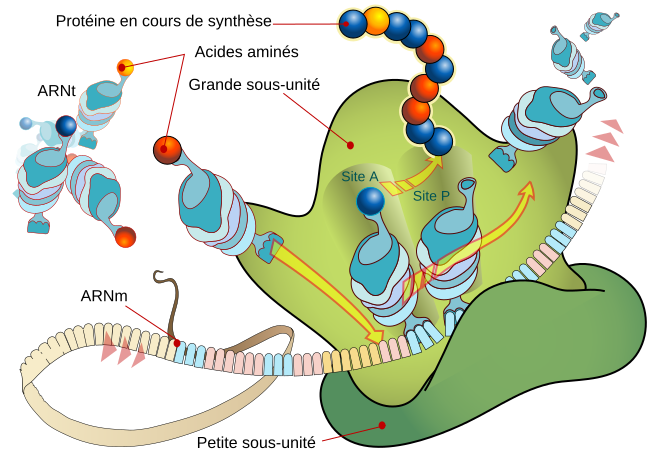 File:Ribosome mRNA translation fr.svg