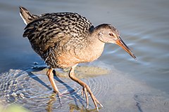 Ridgway's Rail (24515510911).jpg