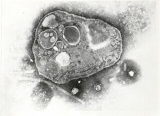 Rinderpest Disease caused by Rinderpest morbillivirus