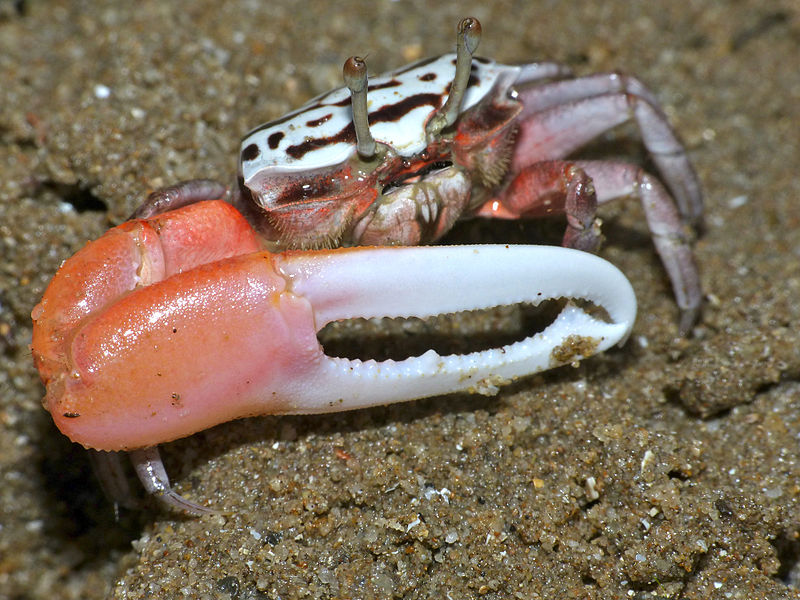 File:Ring-legged Fiddler Crab (Uca annulipes) (15127138554).jpg