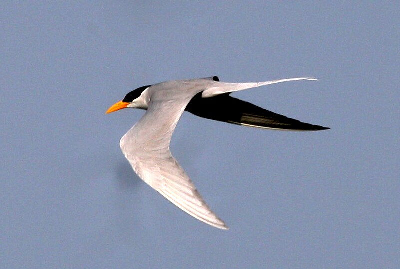 File:River Tern Sterna aurantia by Dr. Raju Kasambe IMG 0102 (2).jpg