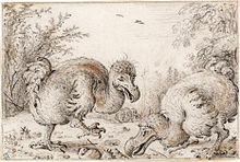 Kresba křídou na papíře, obraz vybarvený dohněda; scéna v porostu, kde jeden dodo stojí a nakračuje směrem doprava a druhý se sklání doleva ke svému mláděti