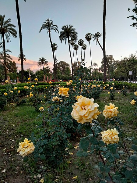 File:Rosa 'Golden Celebration' (Sevilla, Andalucía) (52025985356).jpg