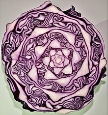 Spiral arrangement of cabbage leaf stalks, horizontal section half Rotkohl mit Horizontalschnitt durch seine Wachstumsachse.jpg