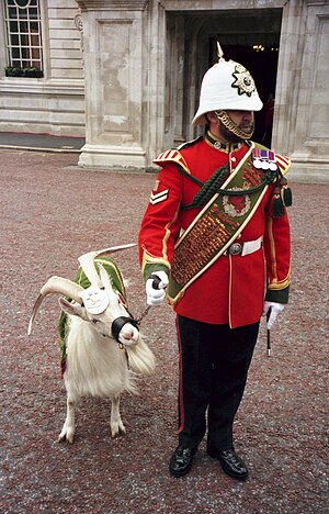 Goat mascot of the Royal Regiment of Wales