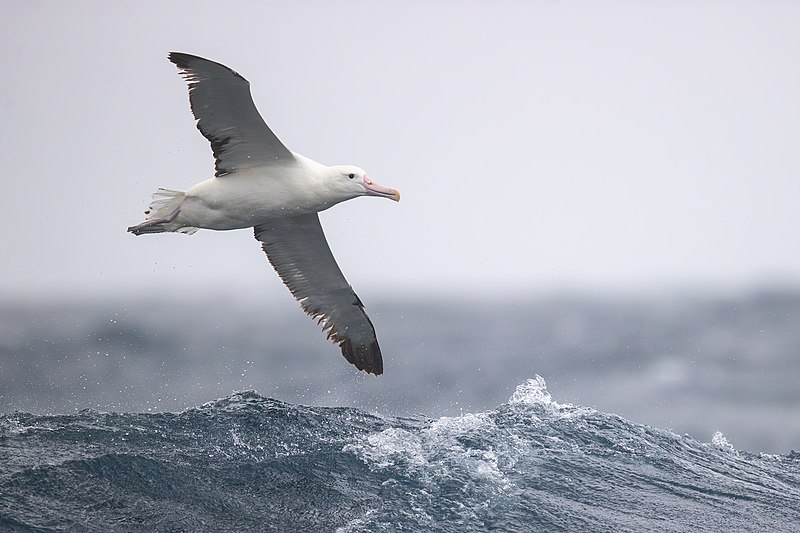 File:Royal Albatross - east of the Tasman Peninsula, Tasmania.jpg