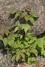 Rubus strigosus üçün miniatür