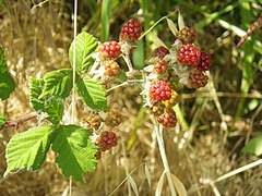 Berries of subsp. macropetalus Rubus ursinus ssp. macropetalus.jpg