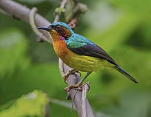 Ruby-cheeked Sunbird(1).jpg