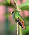 Rufous-tailed Hummingbird JCB.jpg