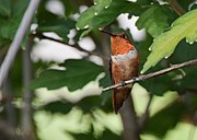 Rufous Hummingbird (29586787801).jpg