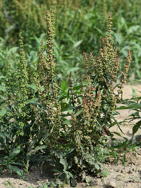 File:Rumex crispus kz07.jpg