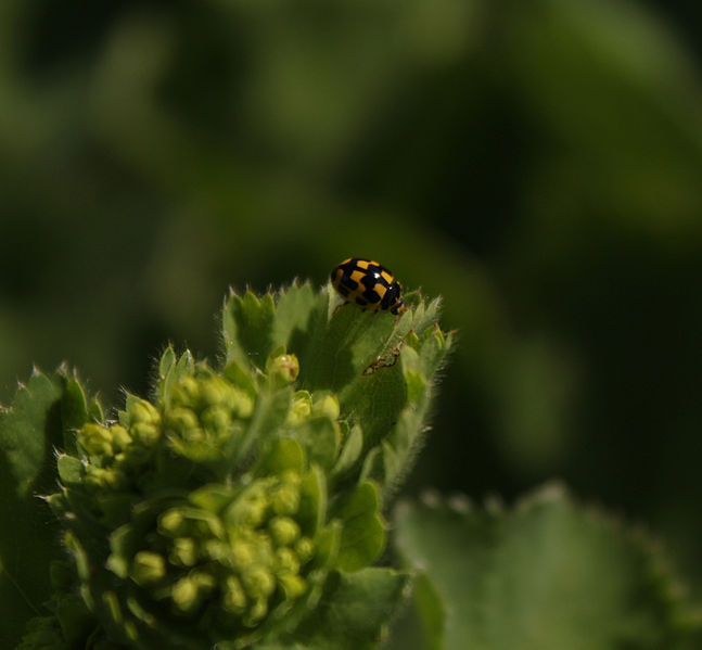 File:Ruutupirkko.propylea.quatuordecimpunctata.1.JPG