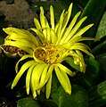 Glottiphyllum nelii - Botanischer Garten Leipzig