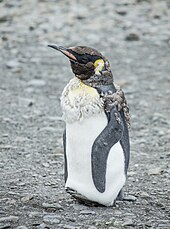 Penguin king King Penguin