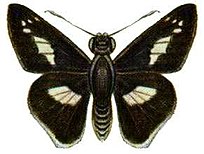 Sabera caesina albifascia.jpg