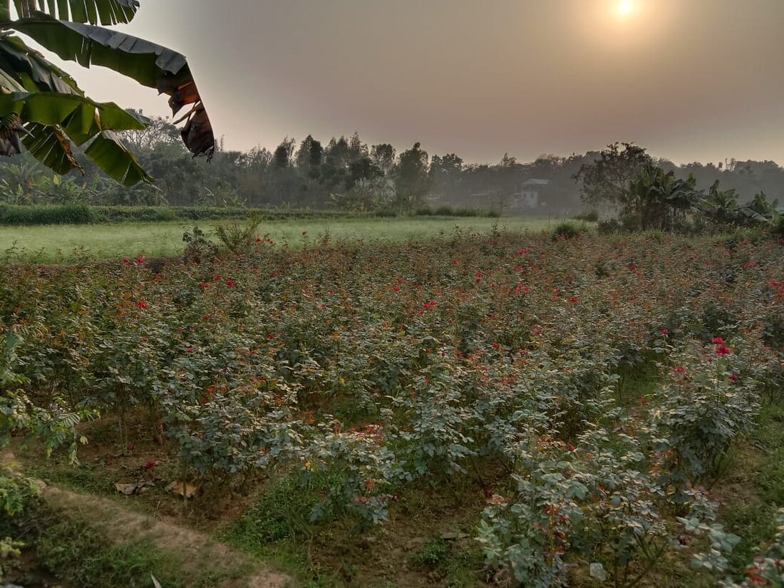 বিরুলিয়া