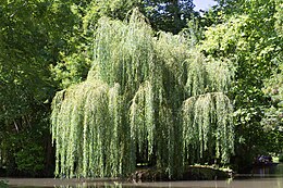 Svyruoklinis gluosnis (Salix babylonica)