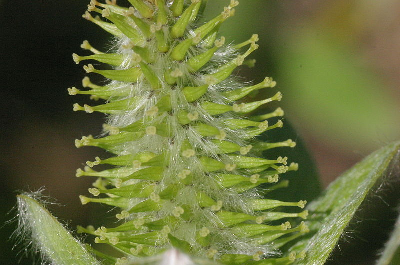 File:Salix hastata (Spieß-Weide) IMG 7691.jpg
