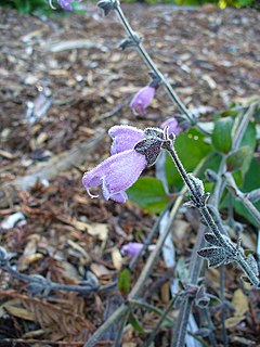 <i>Salvia hians</i> species of plant
