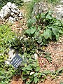 Salvia yunnanensis - Kunming Botanical Garden - DSC03022.JPG
