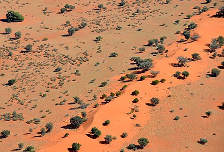 Camel thorn scattered on dunes in the Kalahari Desert