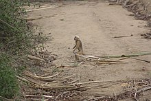 A blond capuchin holding a sugarcane stalk it has retrieved from a nearby sugarcane plantation. Sapajus flavius holding a sugarcane stalk.jpg