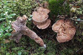 <i>Hydnellum fennicum</i> Species of fungus