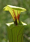 Sarracenia Flava Copper Top Pitcher 3 yrs old RARE  